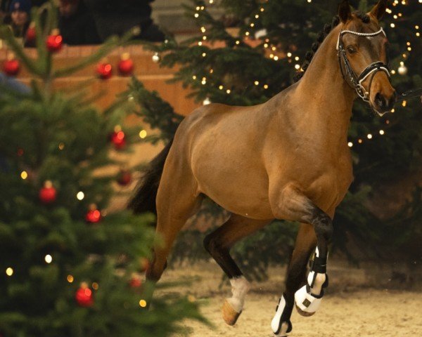 stallion Brantops Nighty Night (German Riding Pony, 2022, from Neverland WE)