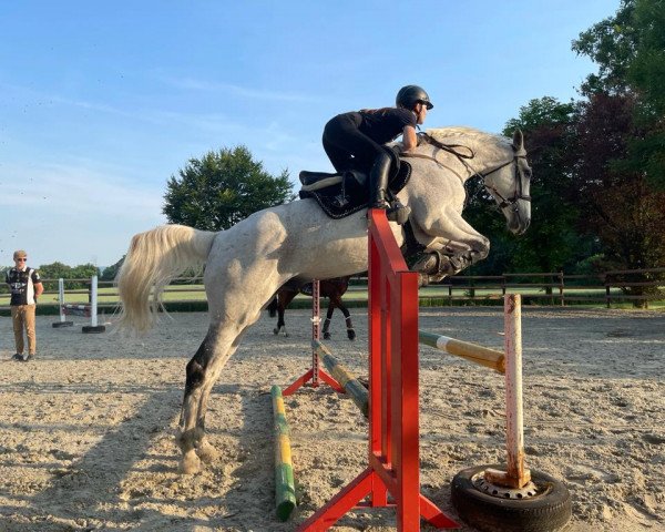 jumper Justus Shostakovich (Hungarian Warmblood, 2008, from Stauffenberg)