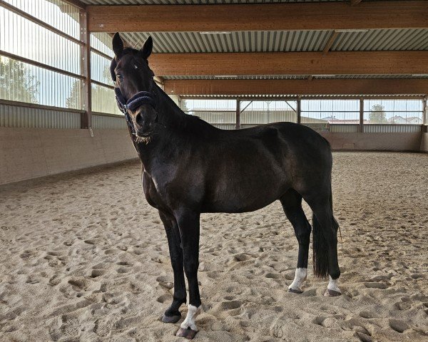 horse Dreamer 65 (German Sport Horse, 2011, from Diamond Ruby)