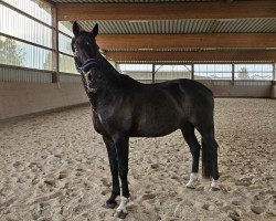 horse Dreamer 65 (German Sport Horse, 2011, from Diamond Ruby)