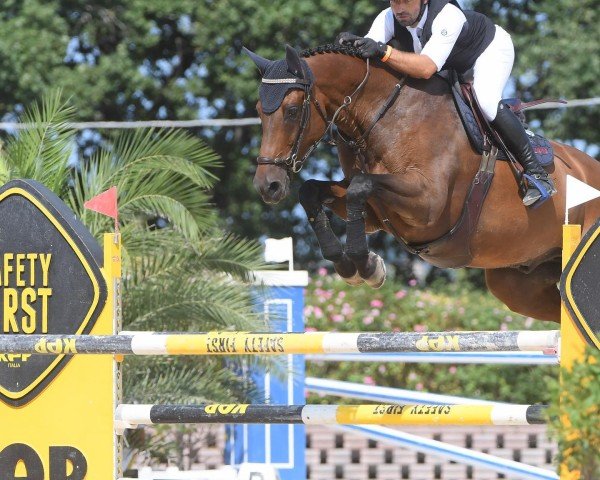 jumper Elvis P. (KWPN (Royal Dutch Sporthorse), 2009, from Corland)