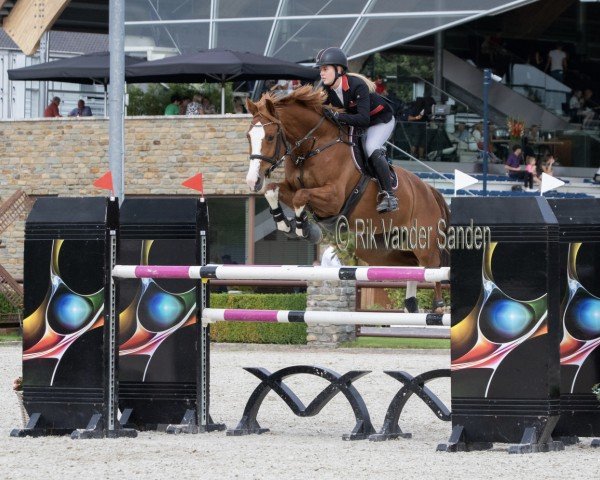 jumper Gaudi (KWPN (Royal Dutch Sporthorse), 2011, from Zambesi TN)