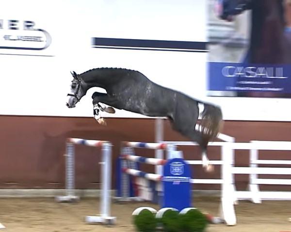 stallion Conchezz (Holsteiner, 2022, from Colestus)