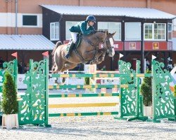 jumper Angara L (Hanoverian, 2013, from Christian 25)