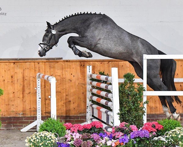 broodmare Something Special 27 (Oldenburg show jumper, 2020, from K.i Checkter)