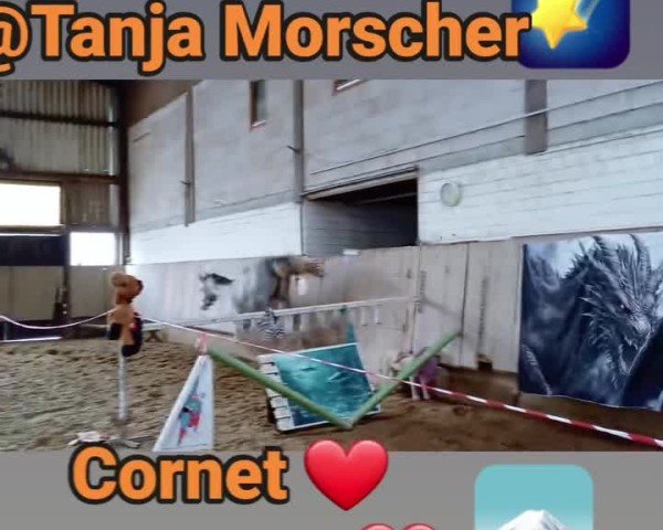 Video von Cornet's Prinz 3