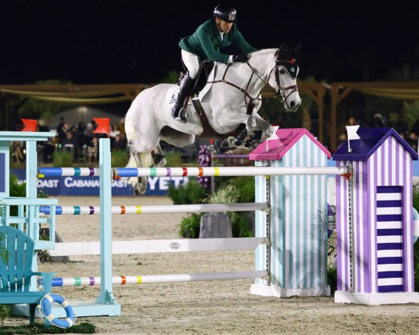 jumper My Lady Lavista (Holsteiner, 2014, from Mylord Carthago)
