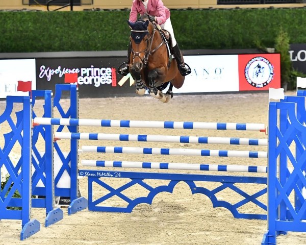 Springpferd Kick On (British Sport Horse, 2014, von Warrior)