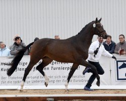 Deckhengst Elanolos (Trakehner, 2019, von Lossow)