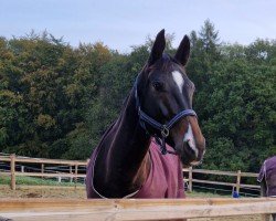 jumper Chelsy 28 (Oldenburg show jumper, 2018, from Chaccato)