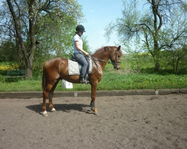 dressage horse Kuba Libre 9 (Oldenburg, 2008, from Kasparow)