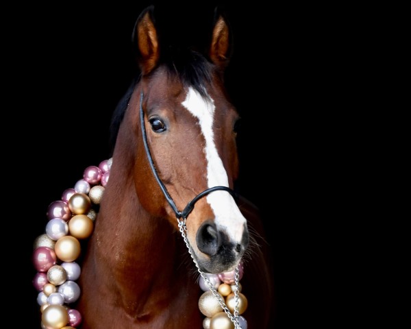 horse Sammy 526 (Hessian Warmblood, 2005, from Spring Time HB II)
