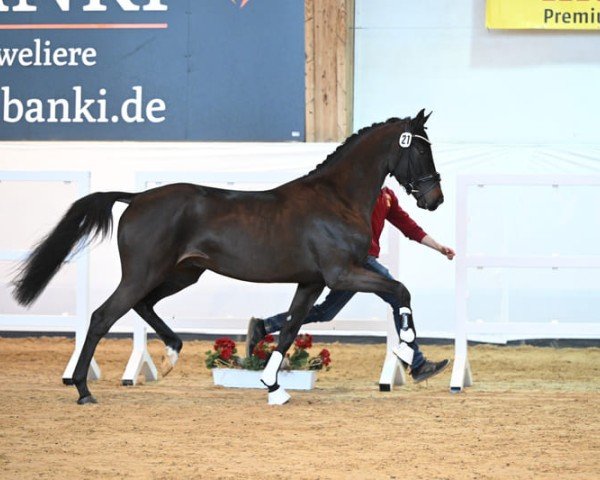 stallion Quasirado (German Sport Horse, 2020, from Quasimodo Z) stallion Quasirado (German Sport Horse, 2020, from Quasimodo Z)