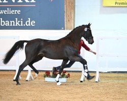 Deckhengst Quasirado (Deutsches Sportpferd, 2020, von Quasimodo Z)