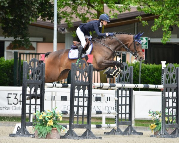 jumper Careless 4 (Hanoverian, 2012, from Cent 15)