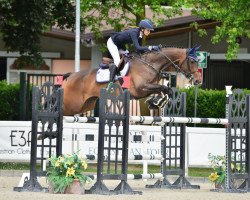 jumper Careless 4 (Hanoverian, 2012, from Cent 15)