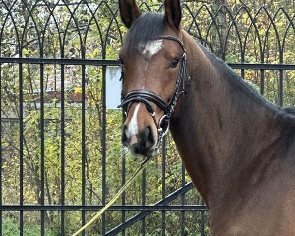 horse Caprici (Holsteiner, 2022, from Charaktervoll Hv)