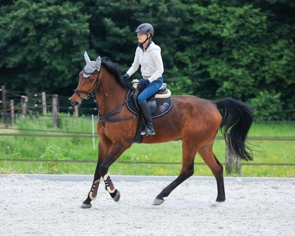 jumper Action Man RB (Zangersheide riding horse, 2015, from Atomic Z)