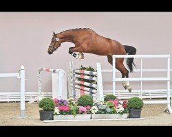 jumper Tiramisu Sh (Oldenburg show jumper, 2018, from Toulon)