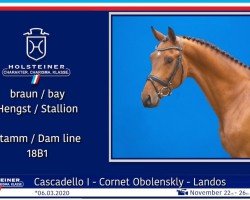 horse Croquo di rock (Holsteiner, 2020, from Cascadello)