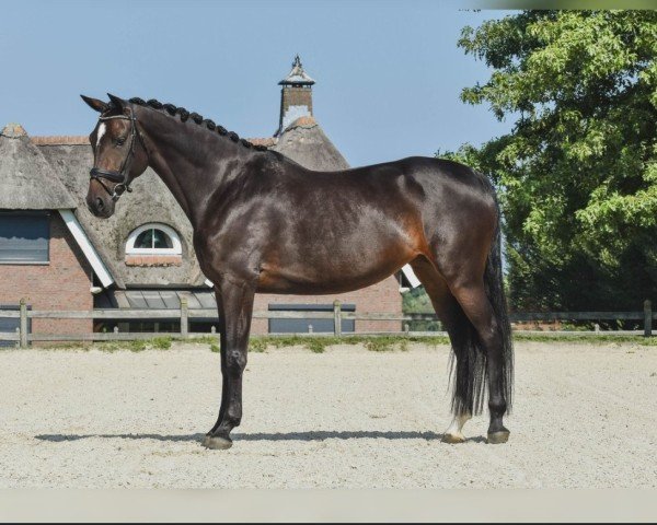 horse Ostara Reina || (KWPN (Royal Dutch Sporthorse), 2019)