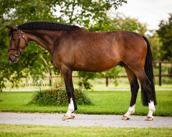 jumper Origi D Light ZV (Oldenburg show jumper, 2019, from Origi D'o)