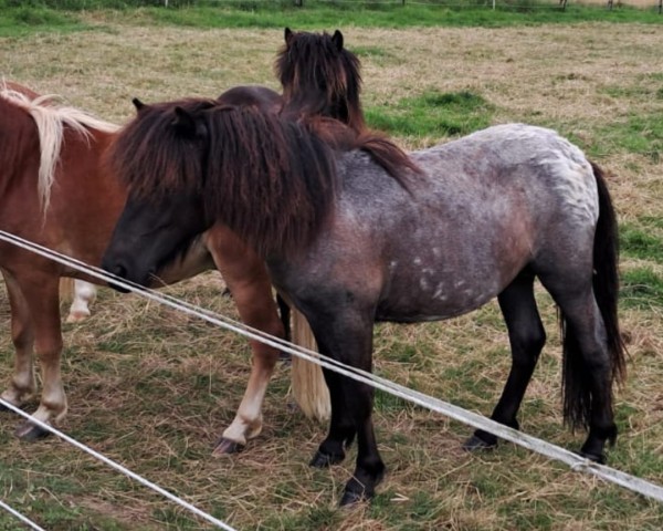 Pferd Mohr (Shetland Pony, 2023, von Mr. Blue v.d. Hoorn)