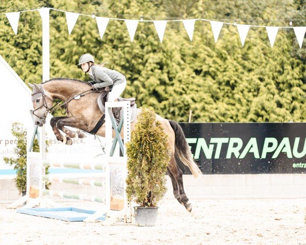 Springpferd Superior's Snoopy (Deutsches Sportpferd, 2019)