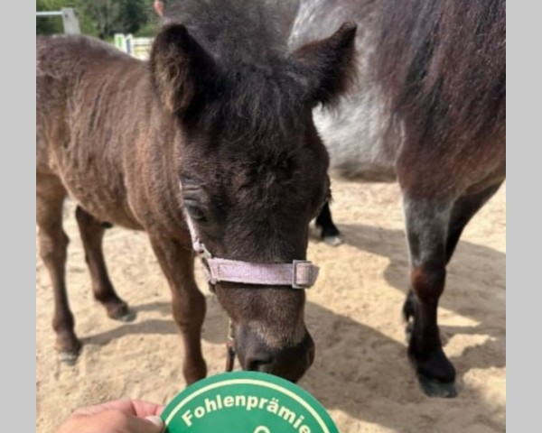 Pferd Mr. Blueberry Muffin (Shetland Pony, 2023, von Mr. Blue v.d. Hoorn)