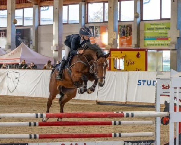 Springpferd Baron de Bib'c (Zangersheide Reitpferd, 2018, von Balou Star)