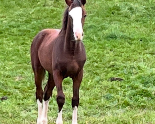 Pferd Uriko de Bibéc (Zangersheide Reitpferd, 2022, von Utamaro d'Ecaussines)