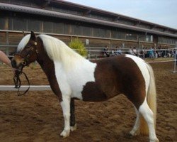 dressage horse Carmen (Shetland Pony, 2006, from Luxus)
