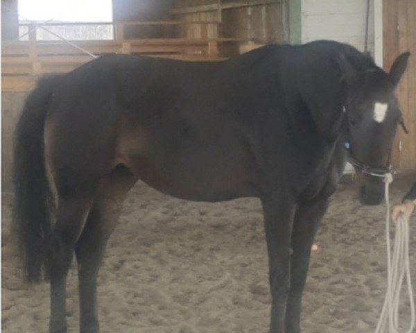 broodmare Paulina (German Sport Horse, 2017, from Fürsten-Look)