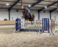 broodmare Piano's Last Princess (Zangersheide riding horse, 2013, from Piano II)