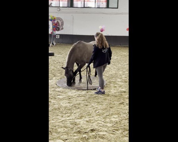 Video of Nora vom Radenbach
