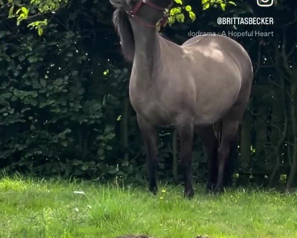 Video of Nora vom Radenbach