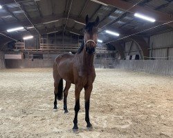 Pferd Amira Cabana FB (Oldenburger Springpferd, 2020, von Armison)