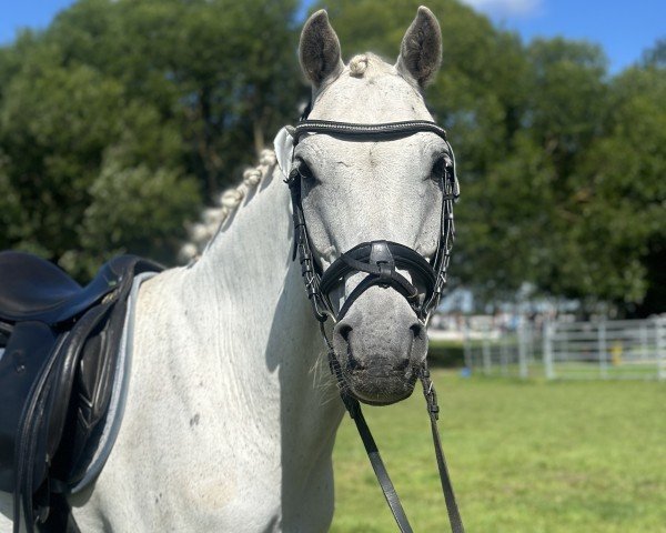 dressage horse Disney (German Riding Pony, 2009)