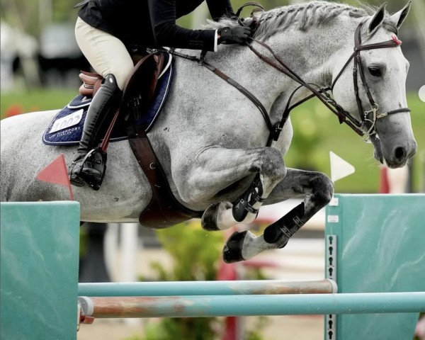 jumper Carneol L (Swedish Warmblood, 2013, from VDL Cardento 933)