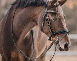 Springpferd O Clara (Deutsches Reitpony, 2015, von Grenzhoehes Olivier K WE)