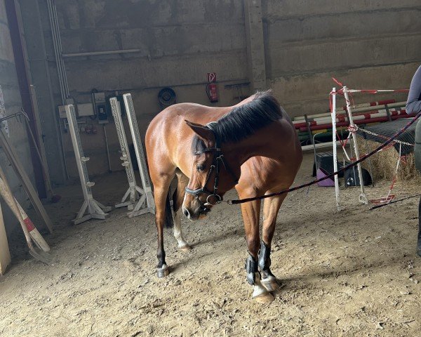 Pferd Pelle 71 (Deutsches Reitpony, 2018, von Quaterback's Junior)