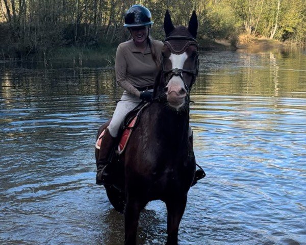 horse Garisma (KWPN (Royal Dutch Sporthorse), 2011, from Baanbreker HBC)