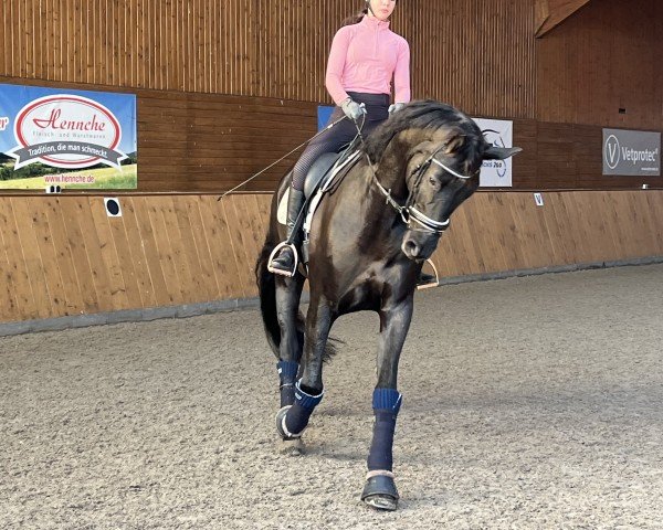 dressage horse Franklyn 17 (Westphalian, 2019, from Fantastic)