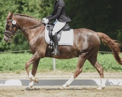 dressage horse Romiro 13 (German Riding Pony, 2004, from Oosteinds Ricky)