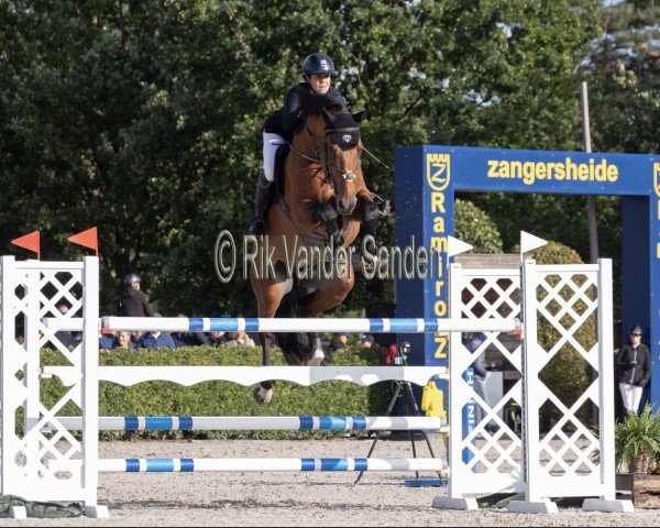 jumper Razzia de Regor (Belgian Warmblood, 2017, from Gino-H)