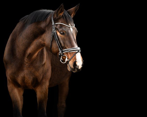 horse Gingerbread (Württemberger, 2008, from Grafenstolz)