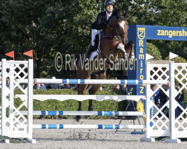 jumper Rimini van Orti (Belgian Warmblood, 2017, from Toulon)