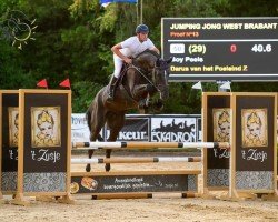 horse Darus van het Poeleind Z (Zangersheide riding horse, 2019, from Dominator 2000 Z)