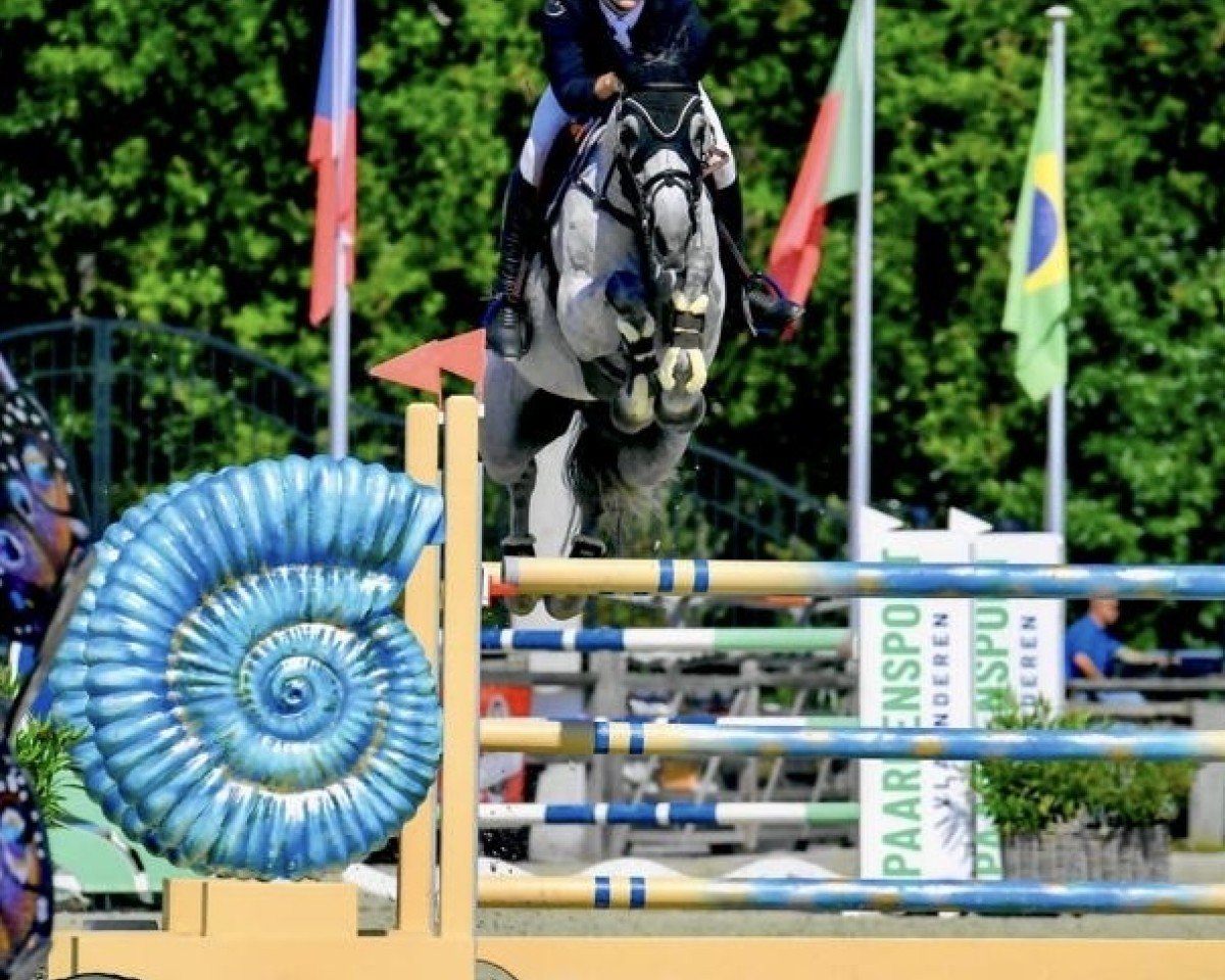 jumper Lalluccia T (Belgian Warmblood, 2011, from Calluccio)