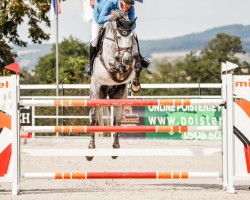 jumper Puro Ter Sarren (anglo european sporthorse, 2015, from Cornet Obolensky)